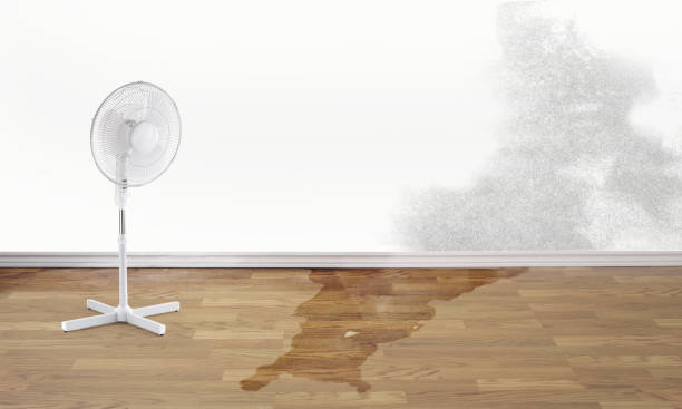Best Basement water damage restoration  in Polkton, NC